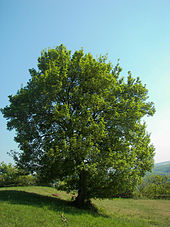 Acer campestre 006.jpg